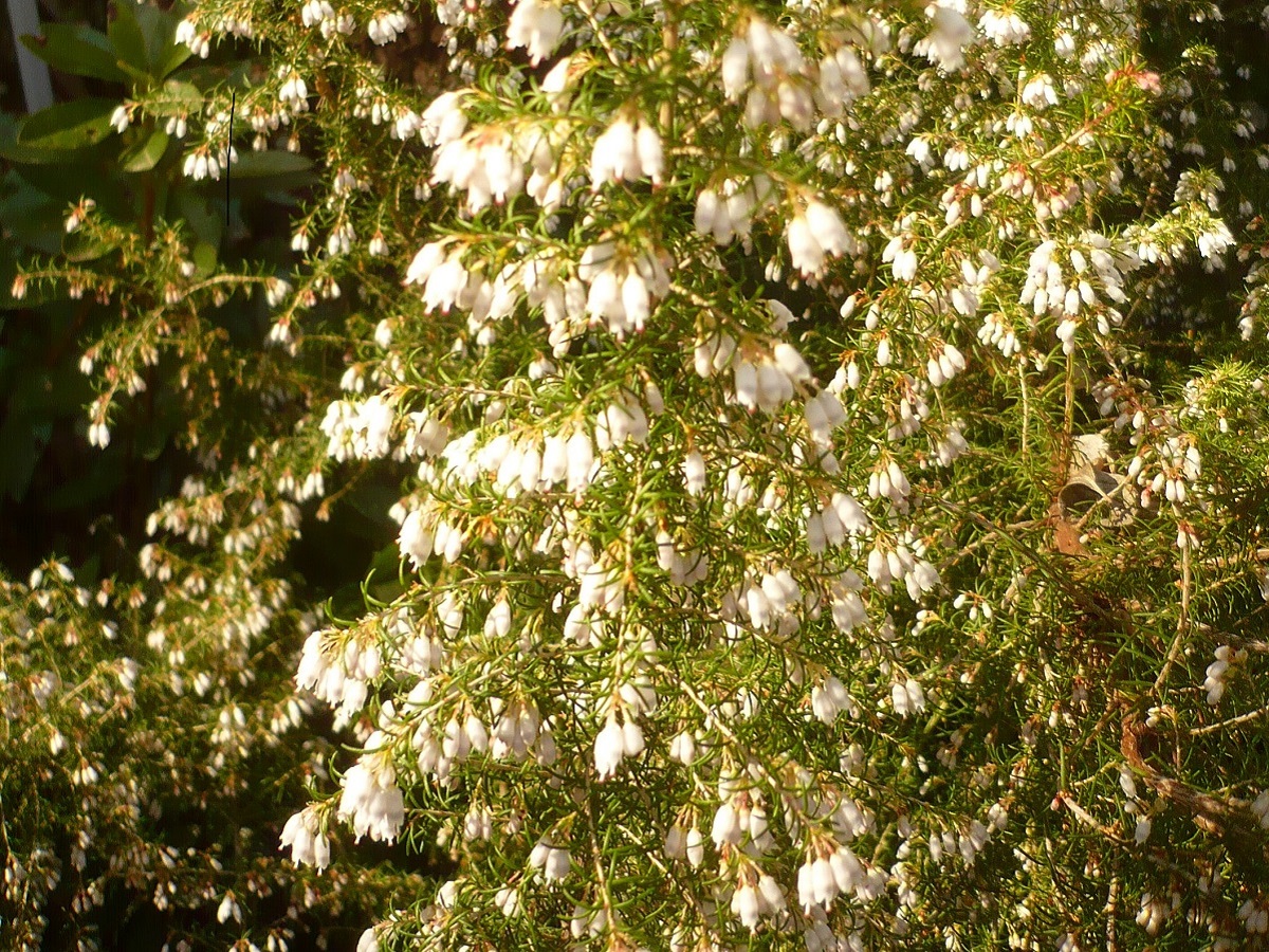 Erica lusitanica subsp. cantabrica (Ericaceae)
